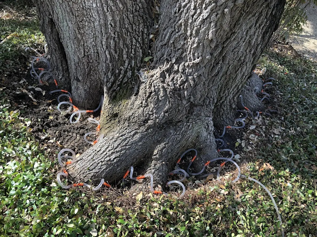 Detailed Tree Cabling and Bracing job site in Jetmore