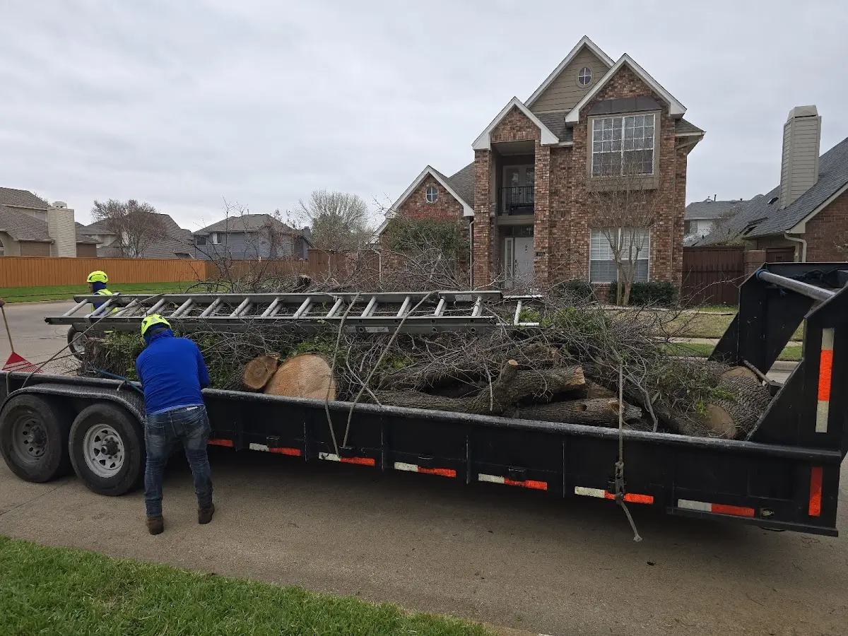 Expert Tree Removal with proper safety equipment in Jetmore